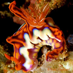 Ceratosoma magnificum or just plain Tooty Fruity! Shot in... by Debi Henshaw 